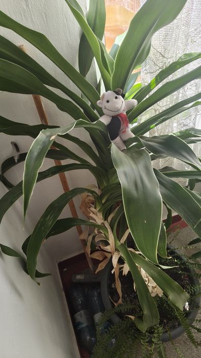 Vand planta de apartament sau casa