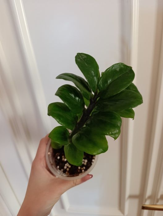 Замиокулькас Зензи