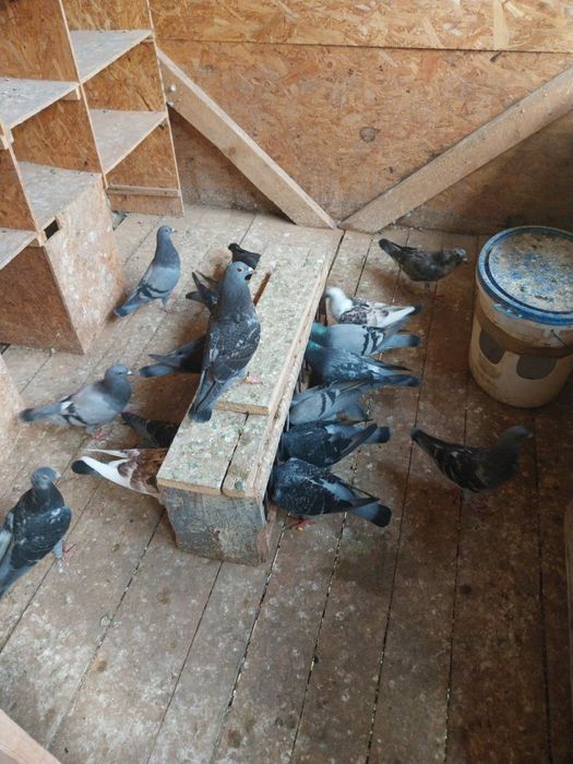 Porumbei voiajori  pui nezburati și maturi