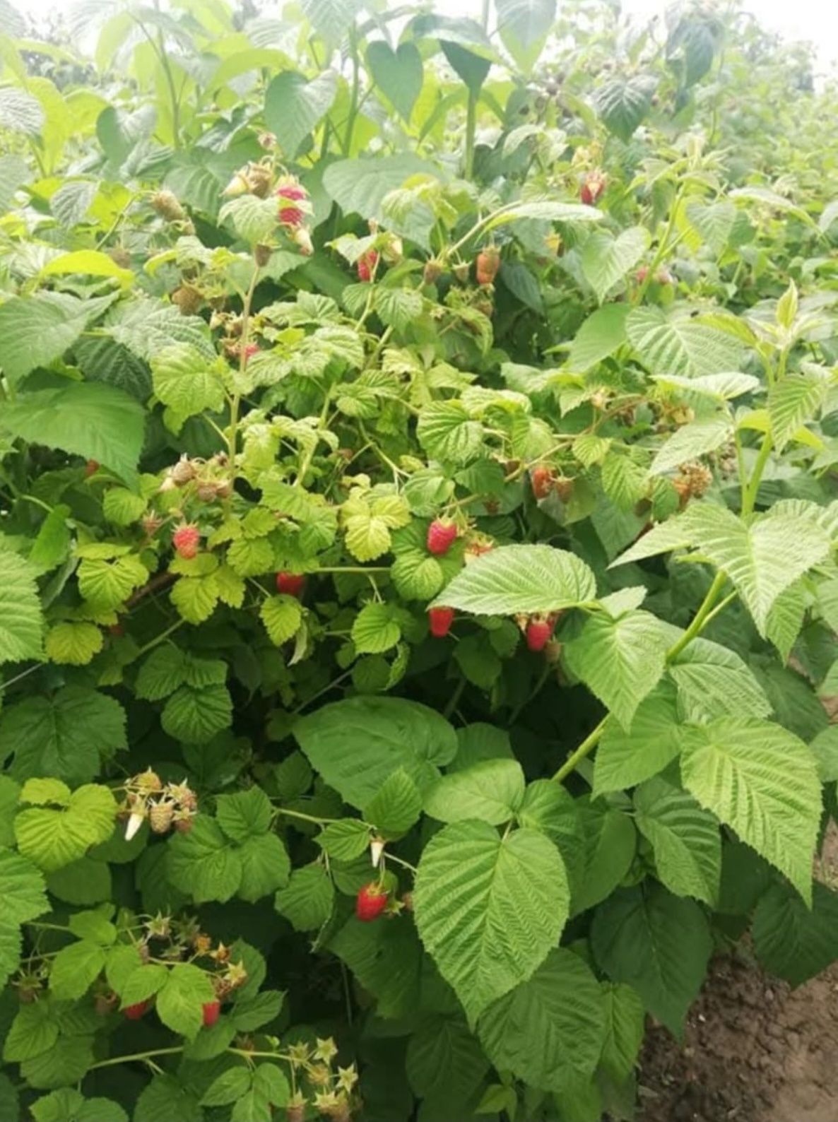 Zmeura sirop/dulceață