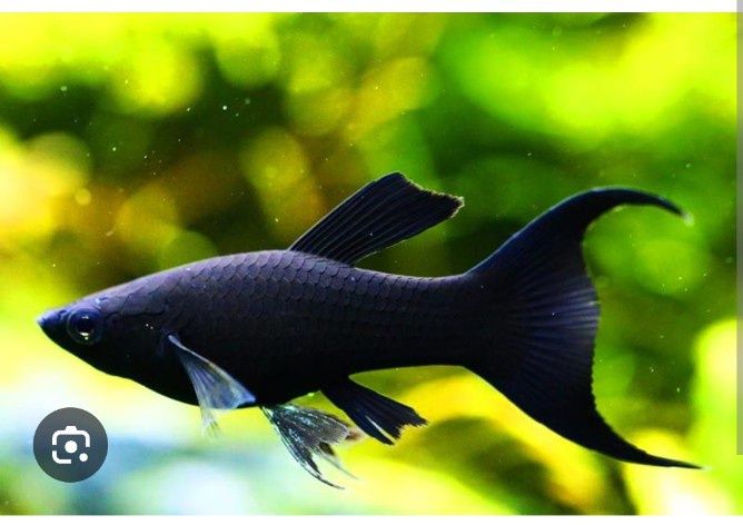 Рыбы для аквариума