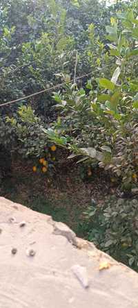 Лимоны местные урожай 2023 год