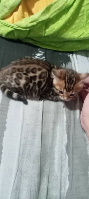 Бенгальские чистокровные котята.