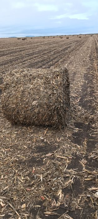 Baloți tulei de 120 pe 120