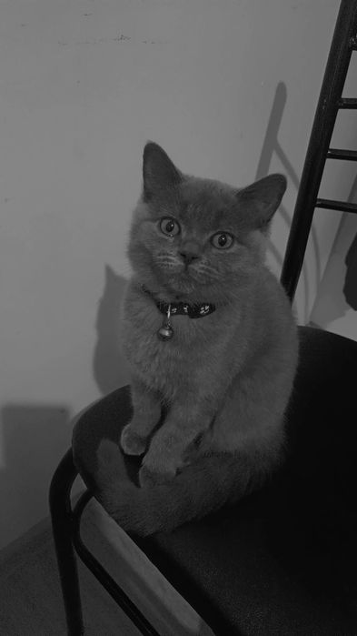 Кошку продам за 800 000