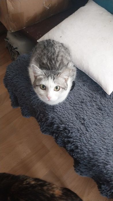 Отдам кошку в добрые руки. 9 месяцев  стрерилидованная девочка