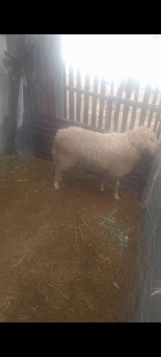Berbec dau la schimb