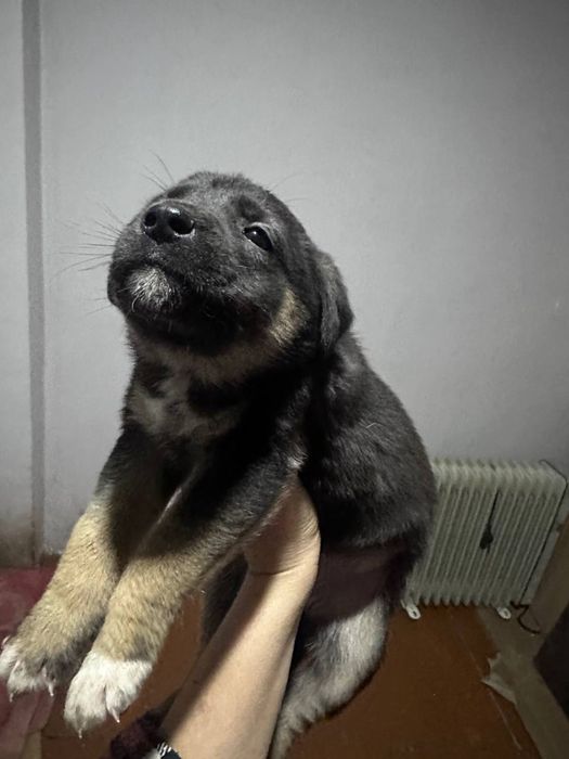 В хорошие руки отдаем щенят БЕСПЛАТНО