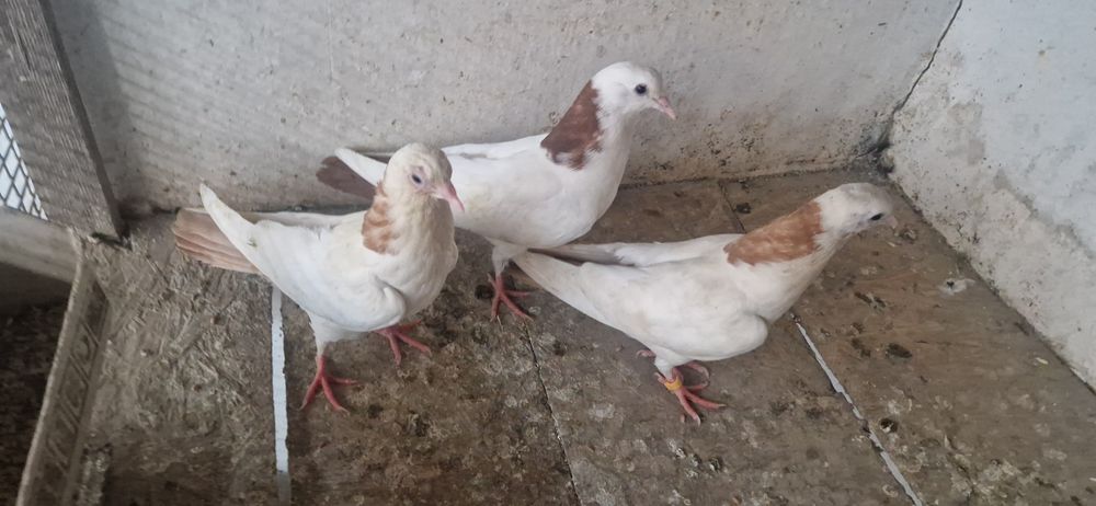 шеики молоды разные