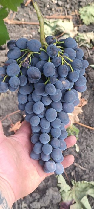 Vand struguri de Vin soi MOLDOVA