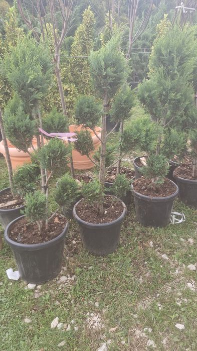 Laur englezesc tuia leylandii