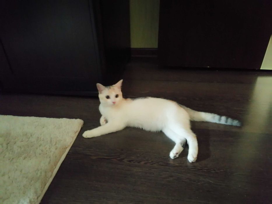 Отдам котёнка (девочку)