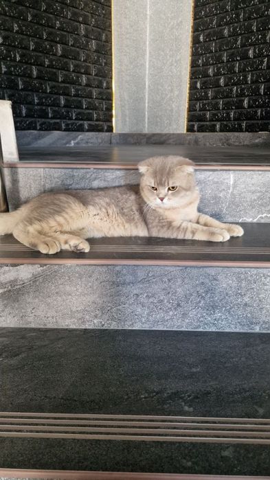 Скоттиш фолд вислоухий шиншила мальчик. Срочно