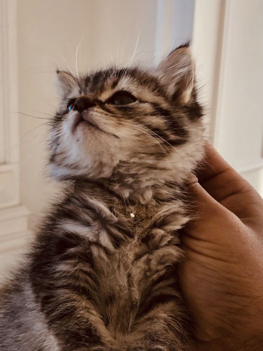 Отдам котёнка в добрые руки