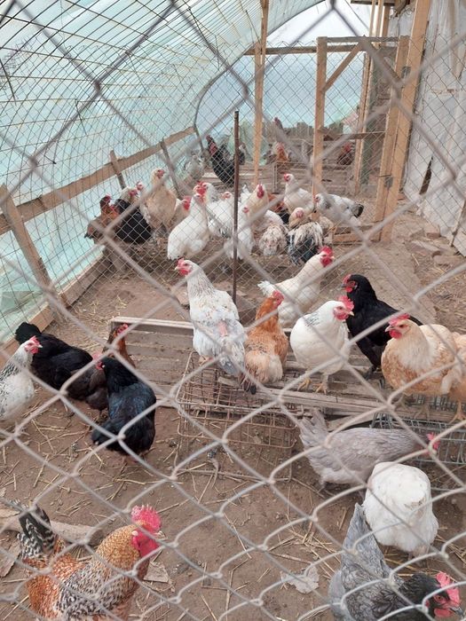 Домашние куры и петухи 1,5 года — здоровые, ухоженные