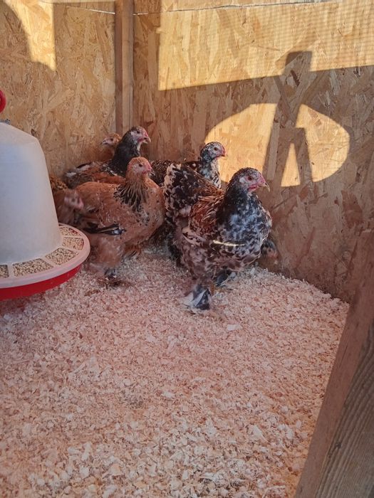 Brahma porțelan și bobat