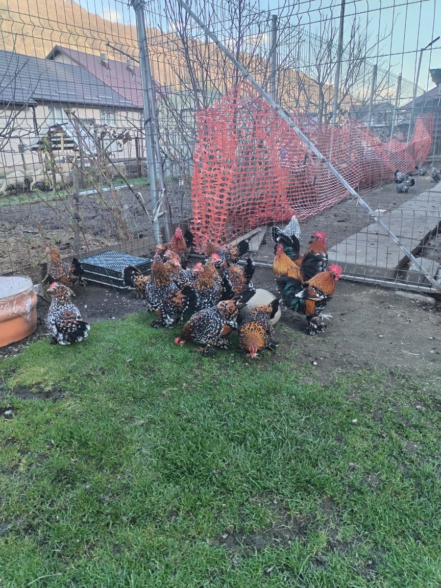 Oua pt incubat din rasa mii de flori porțelan