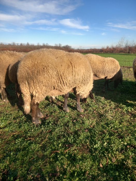 Vind berbec carabasi