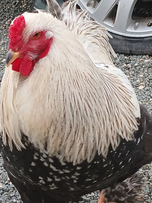 Cocoși brahma tineret