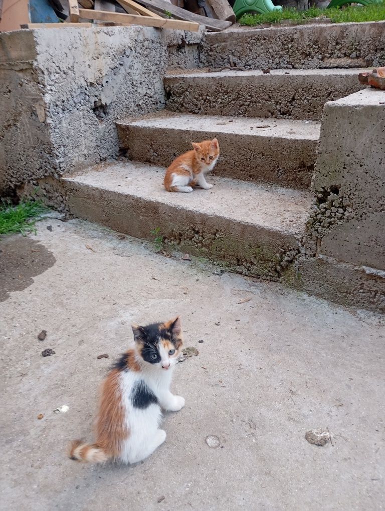 Подаряват се малки котета