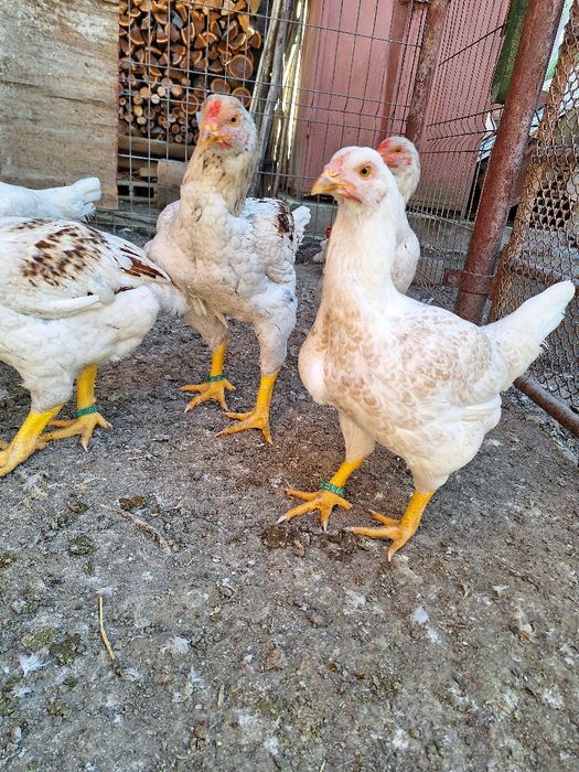 Combatant indian urias