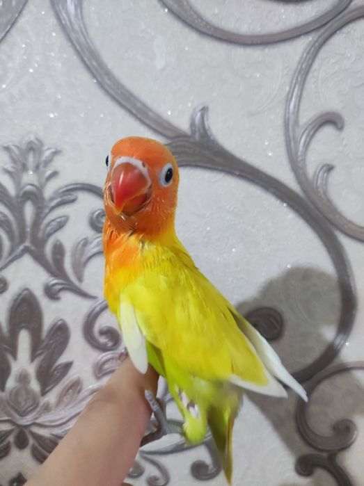 Ruchnoy popugay sotiladi