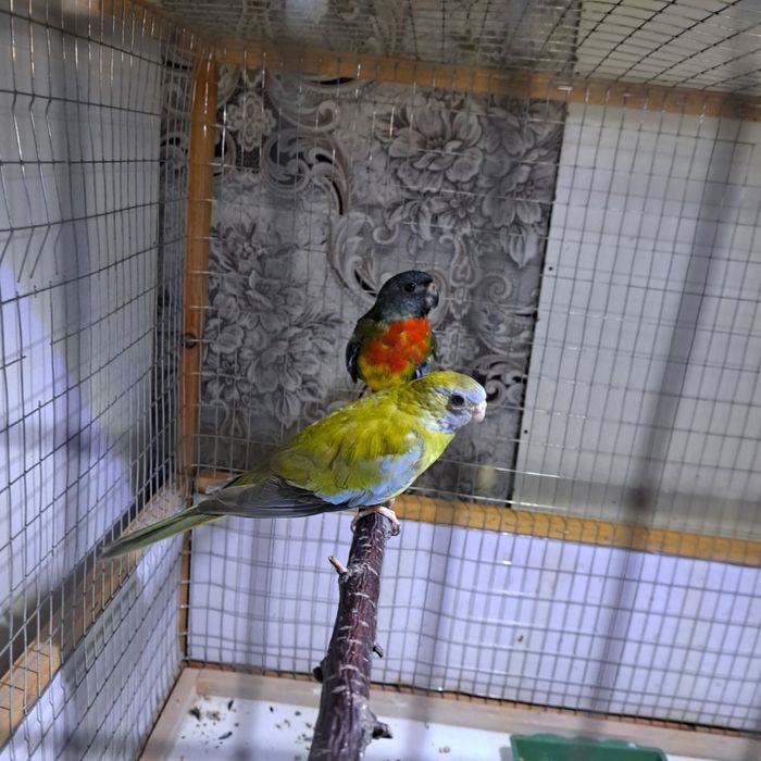 Протдаются Травинистые Глянцевые Попугаи!!