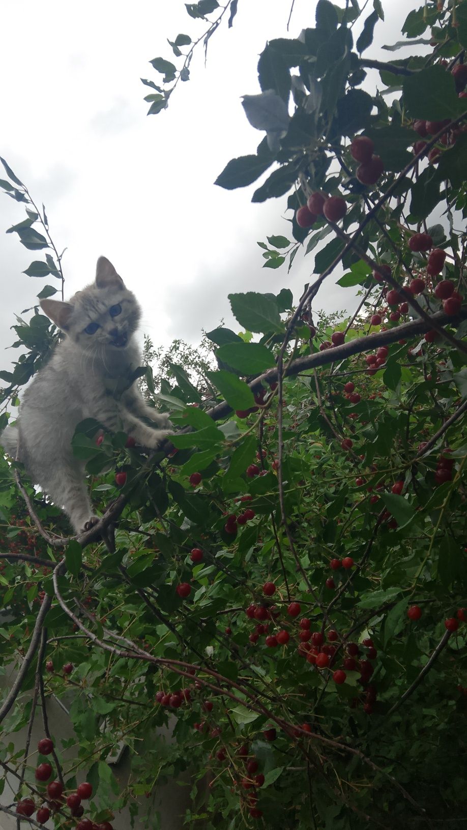 Вишня черешня клубника