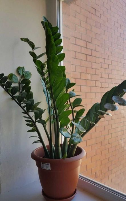 Продаем комнатный цветок Замиокулькас Долларовое дерево.  на подарок