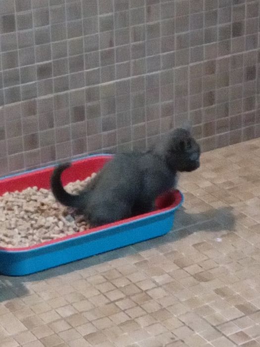 Котята пепельного окраса