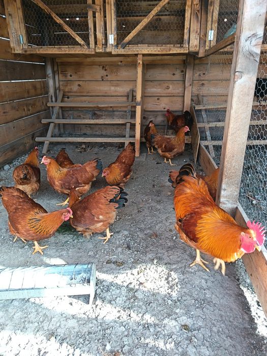 Găini,tineret  New Hampshire