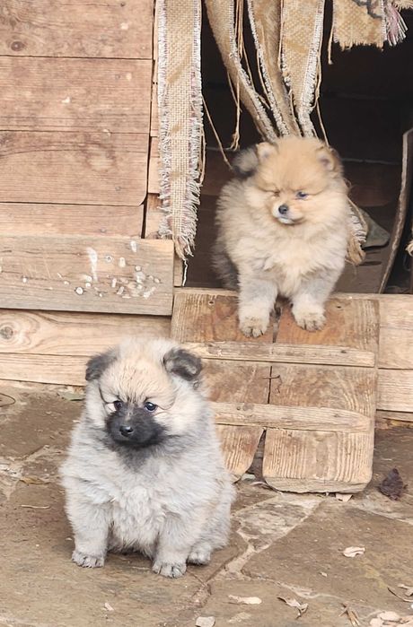 Померани Мини шпицове