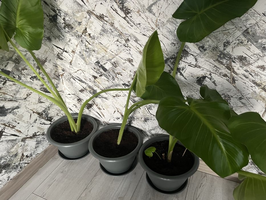 Цветы Калла в дом, офис, летом на участок