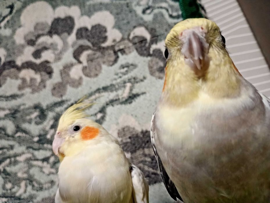 Продавам женска корела ръчно хранена .