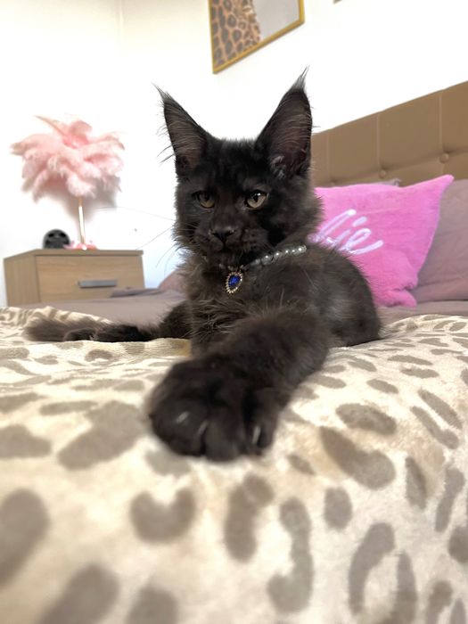 Baietel Maine Coon black smoke PEDIGREE