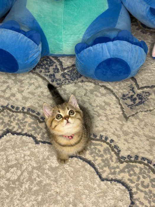 Mushuk bolasi sotiladi