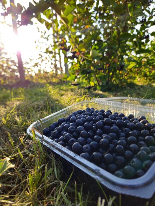 Suc de Aronia (pasteurizat si nepasteurizat)