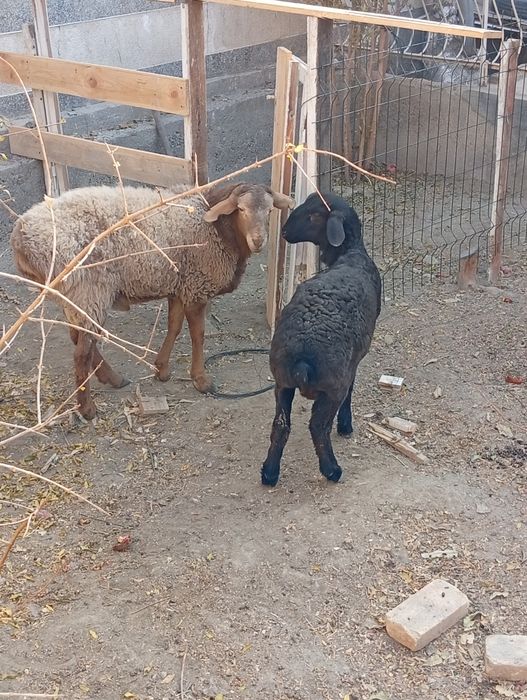 Qo'y sotiladi kattasi 4 700, kichigi 3200