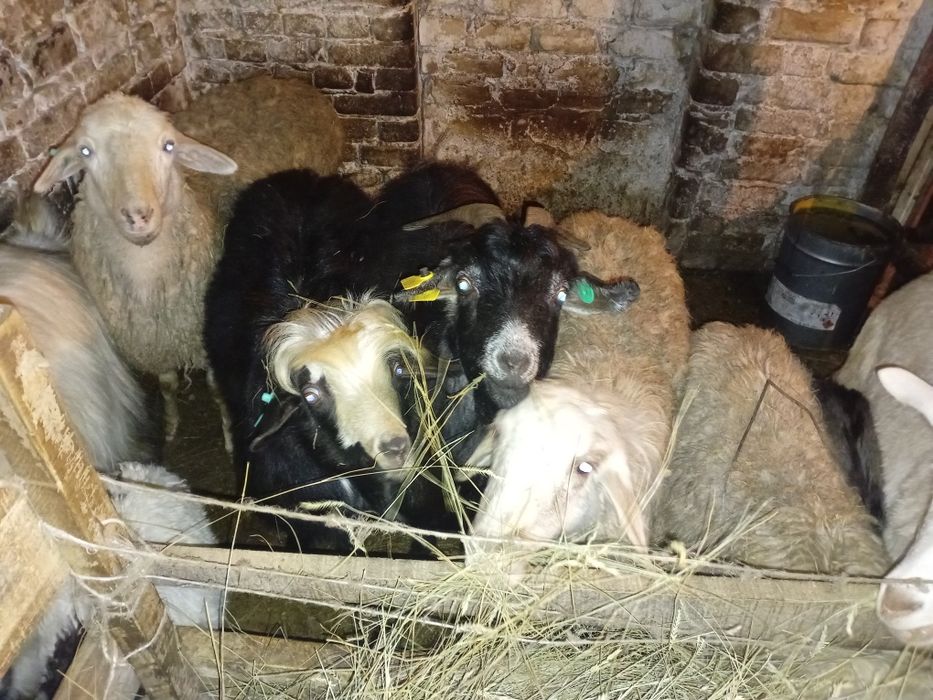 Продаётся козы 7штук