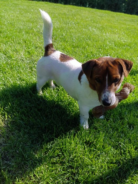 Джак Ръсел Териер