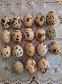 Продаю домашние перепелиные яйцо.1 штк 30тг (каждый день  свежие яйца)
