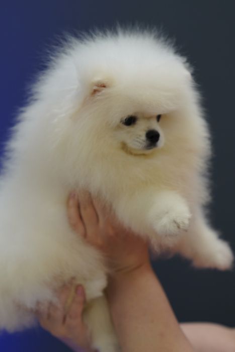 Развъдник Померан Golden Pom - мъжки померан