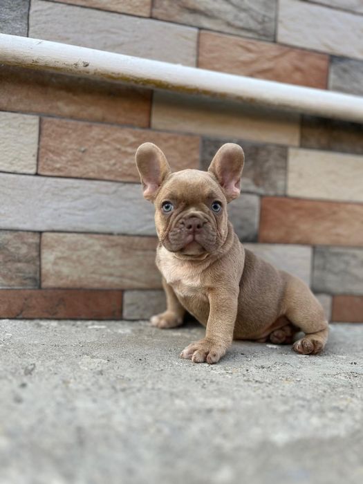 Vând pui bulldog francez