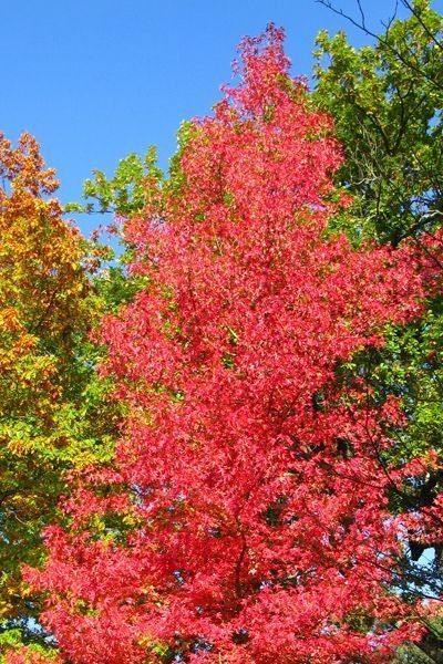 Arborele de Guma (Liquidambar)