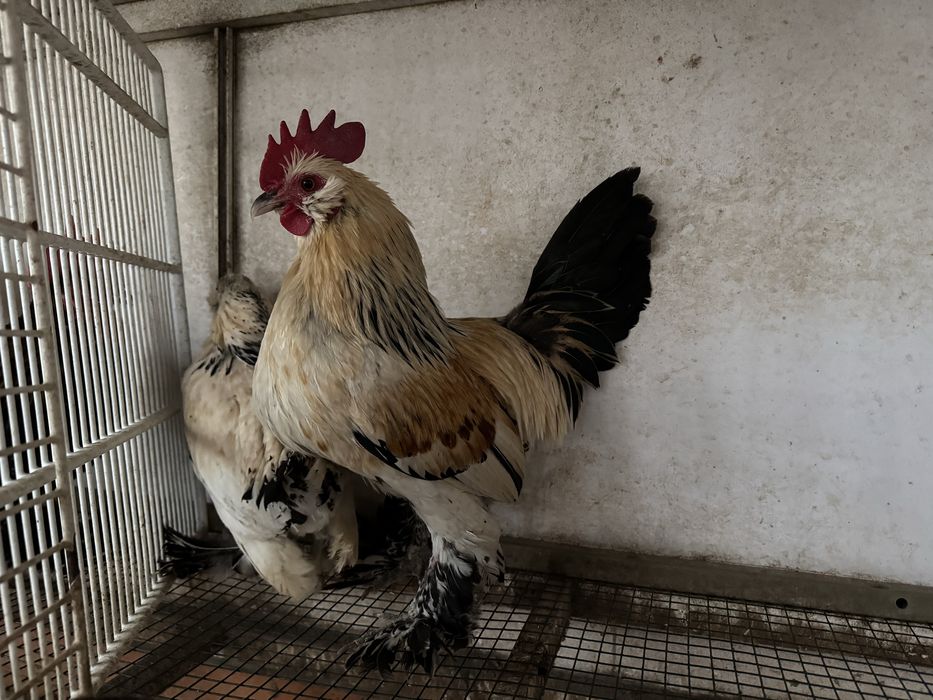 Pasari rasa pitica mii de flori tineret 2025 si pasari mature