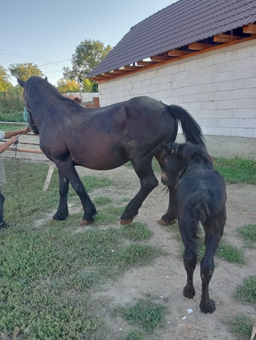 Iapa de vânzare de 6 ani  cu manza   de 2 luni