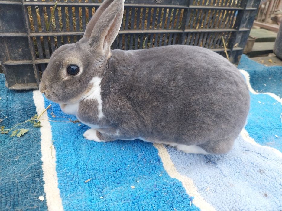 De vânzare iepurii ,