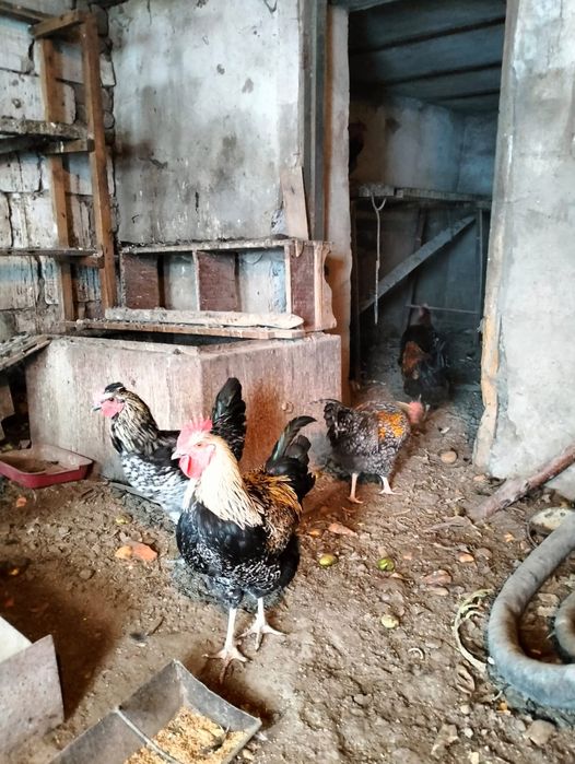 Продам петушков.