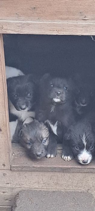 Отдам щенков в добрые руки