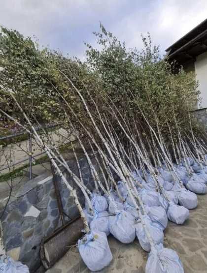Mesteacăn, platan și salcâm – frumusețe naturală pentru grădini
